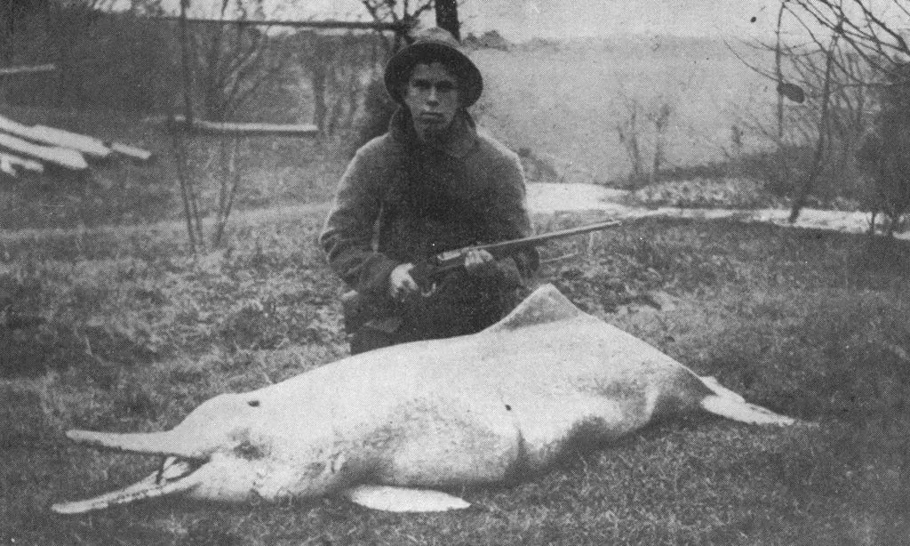10. The Baiji River Dolphin: A River Spirit That Refuses to Stay Gone (By Charles Hoy, Public domain)