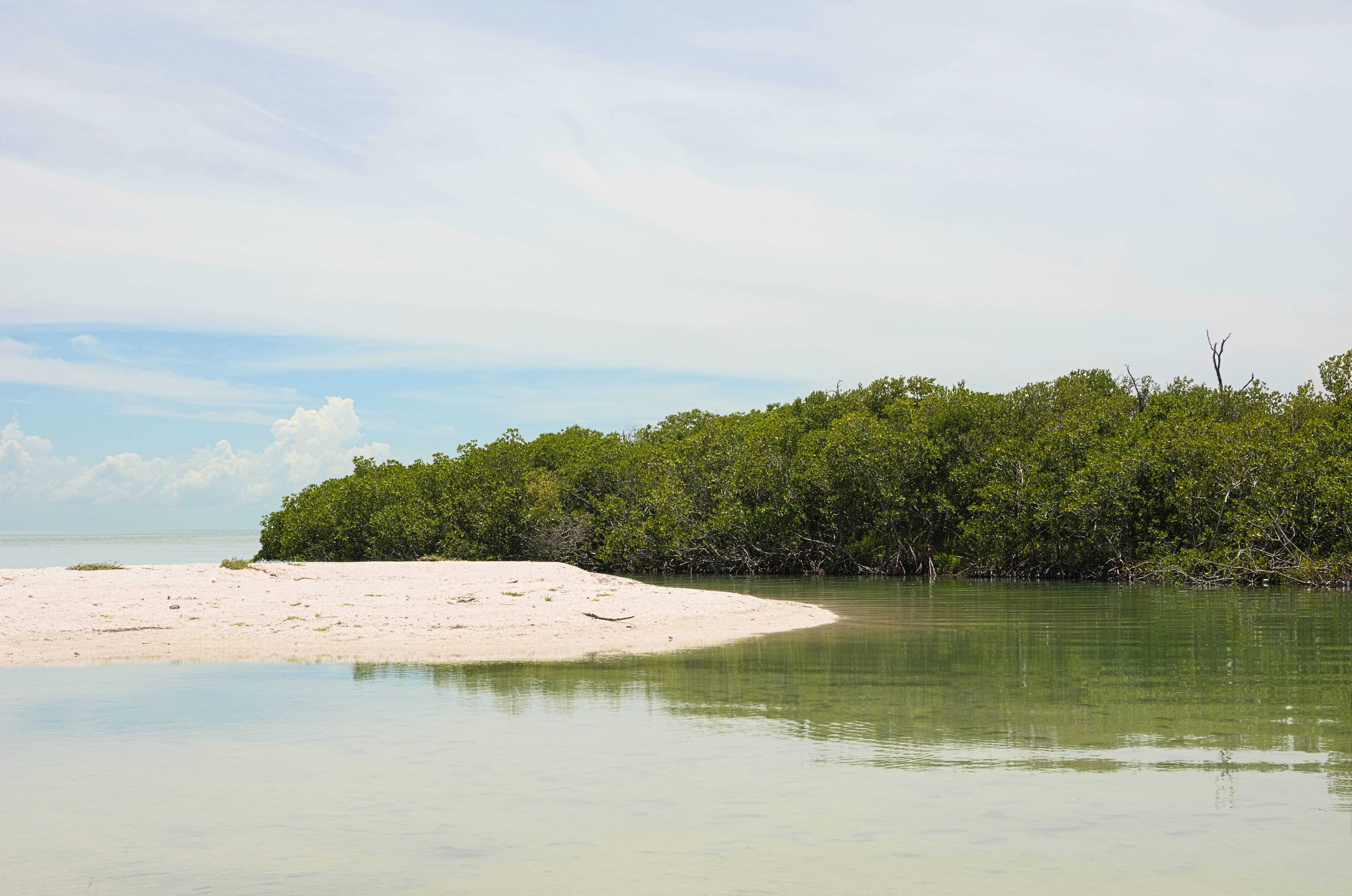 Cancer - The Coastal Wetland Haven (Image Credits: Wikimedia)