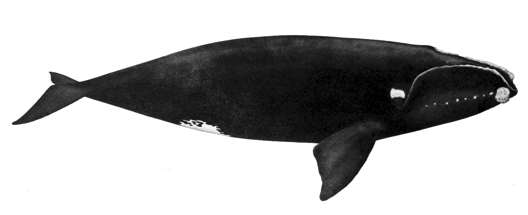 A Species on the Brink of Extinction (Image Credits: Wikimedia)