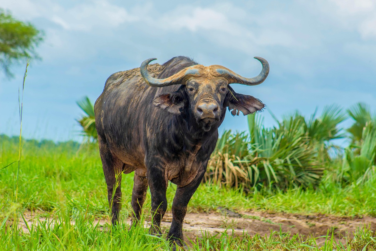 Cape Buffalo (Image Credits: Pixabay)