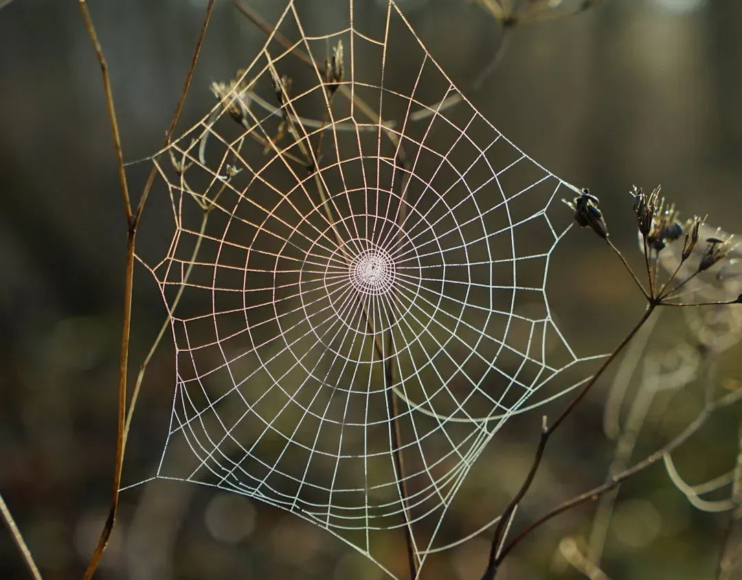 6. Spiders: Web Designers With Precision Engineering (Image Credits: Unsplash)