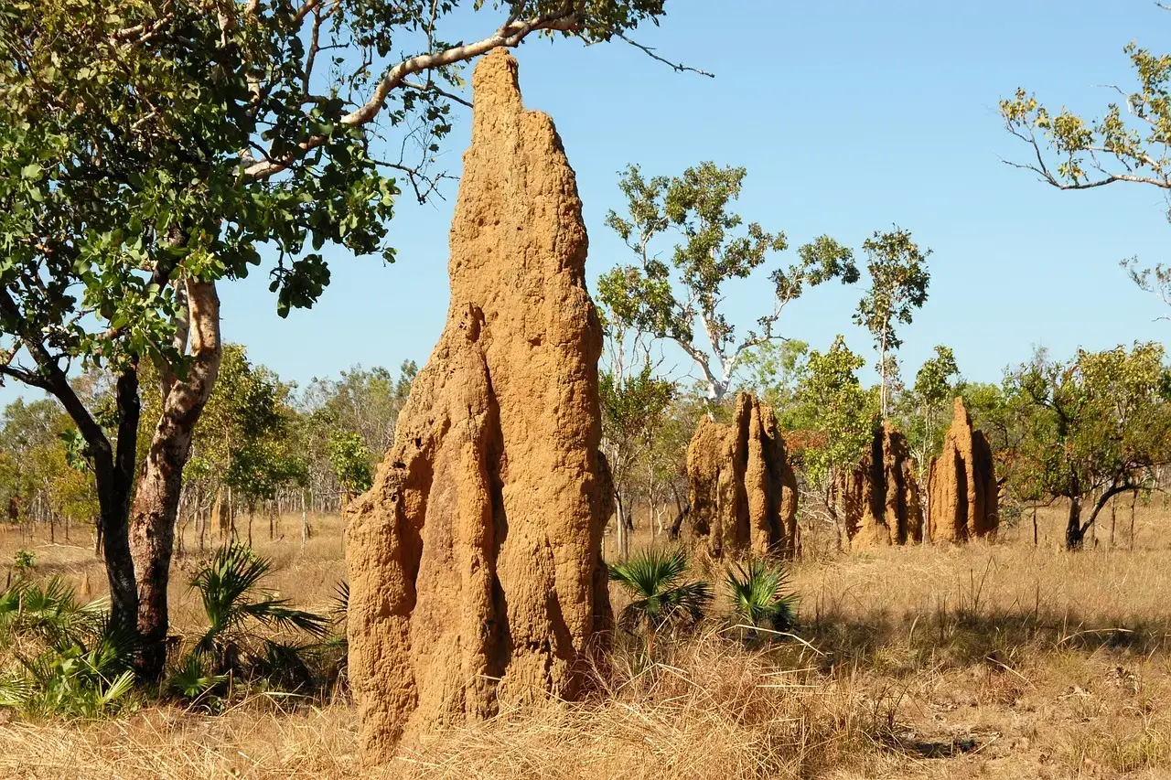 Termites Building Climate‑Controlled Skyscrapers (Image Credits: Pixabay)