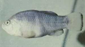 #9 - The Tecopa Pupfish: A Desert Minnow Erased by Hot Springs Tourism (By Phil Pister, Public domain)