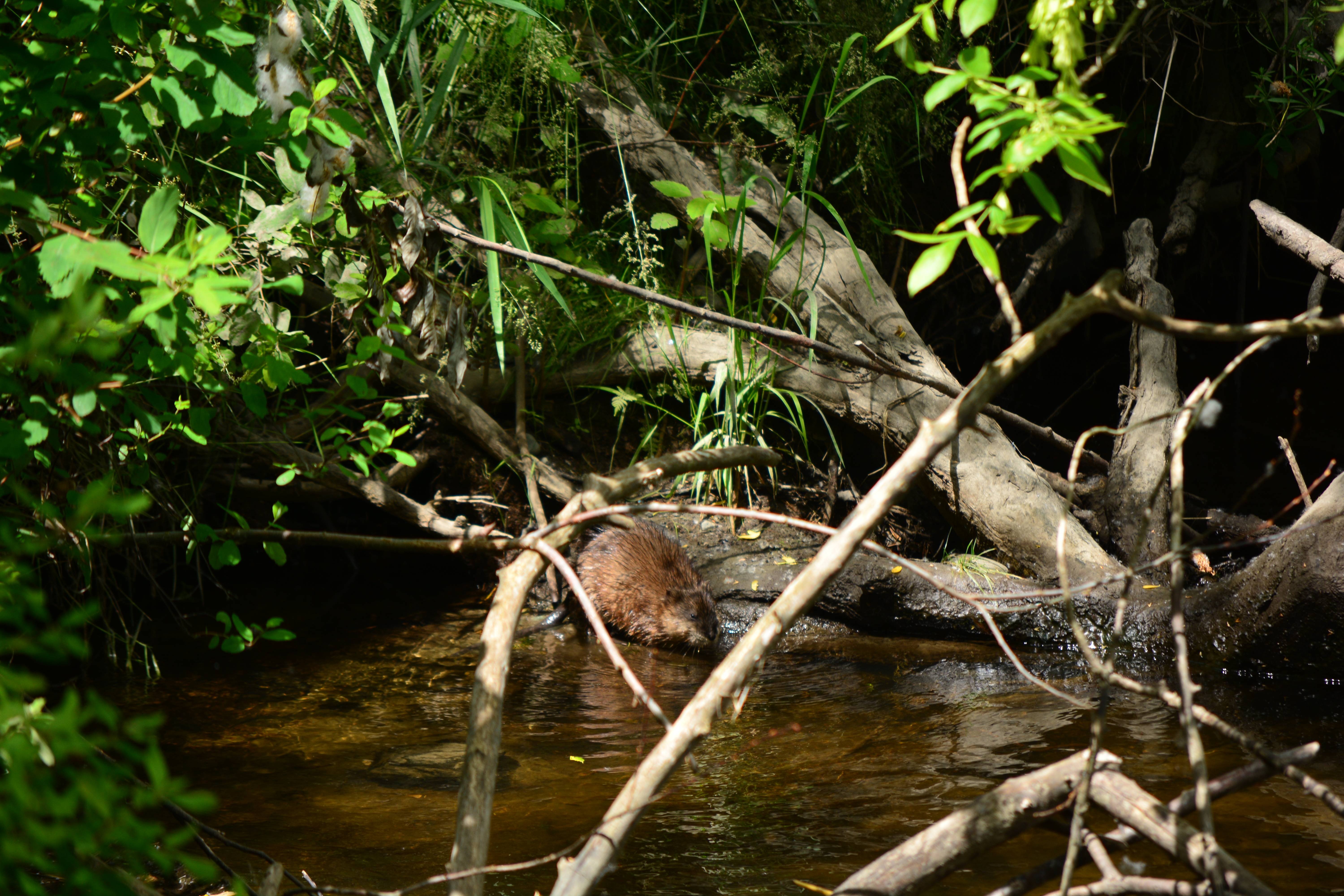 Conclusion (Image Credits: Wikimedia)