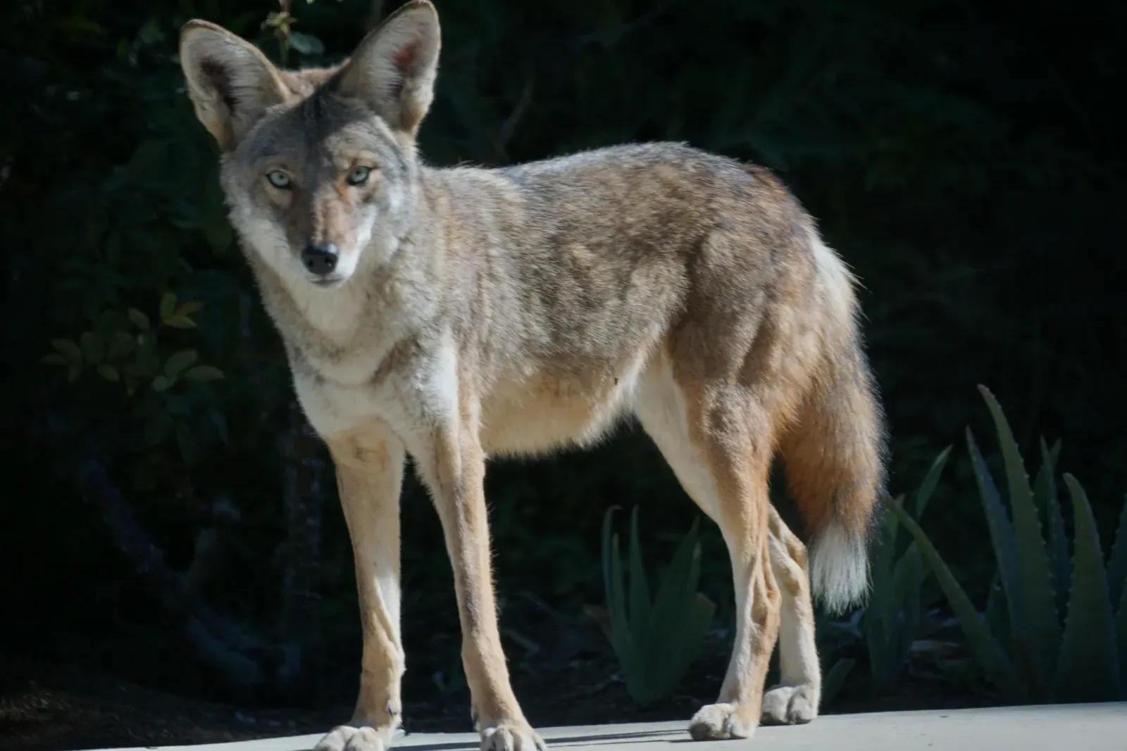 Pets, Kids, And Yards: The Hard-Nosed Reality From The Field (Backyard Coyote, CC BY-SA 2.0)