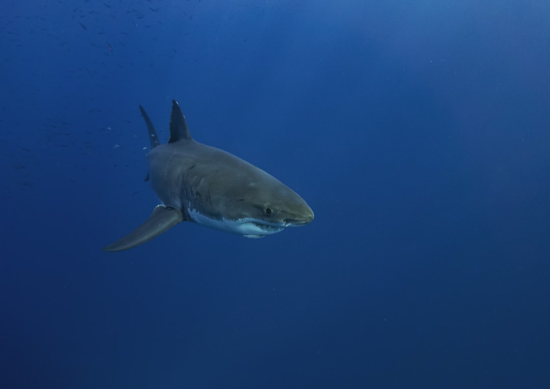 Scorpio: The Great White Shark (Image Credits: Unsplash)
