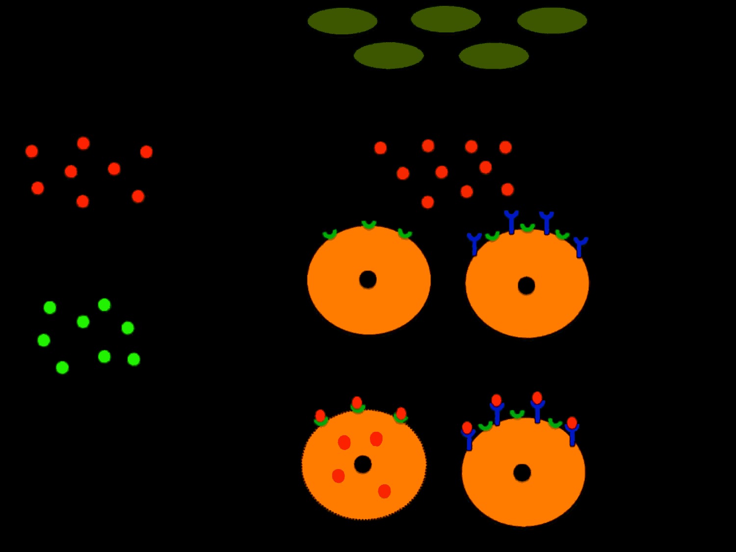 The First Surge: Inflammation Is the Opening Act, Not the Villain (Image Credits: Wikimedia)