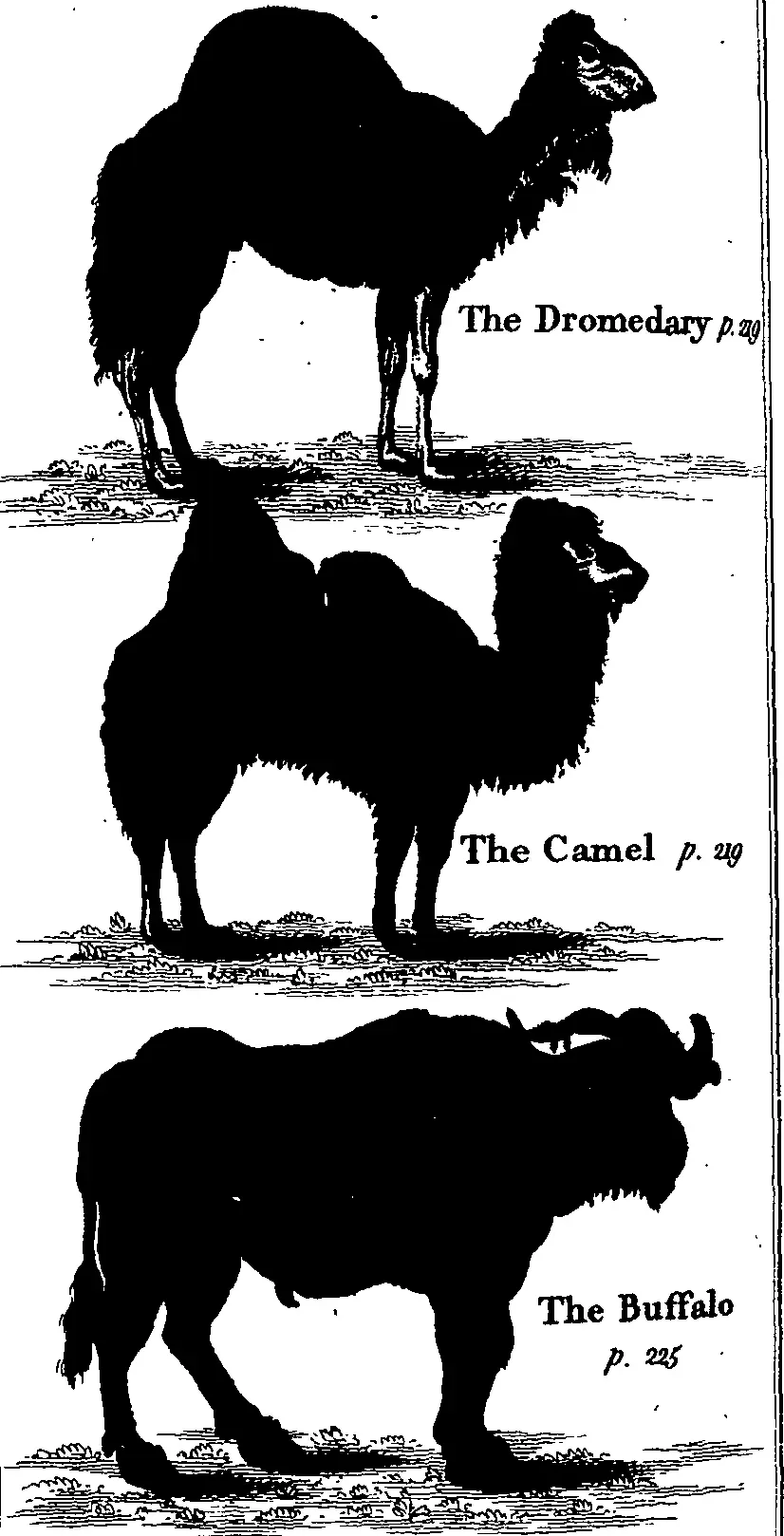 Serpent Rivers and Shifting Earthquakes: When the Ground Mimics Monsters (Image Credits: Wikimedia)