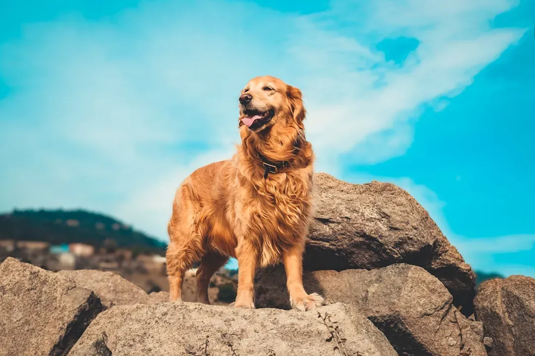 Leo (July 23 – August 22): Golden Retriever – The Warm-Hearted Star (Image Credits: Unsplash)
