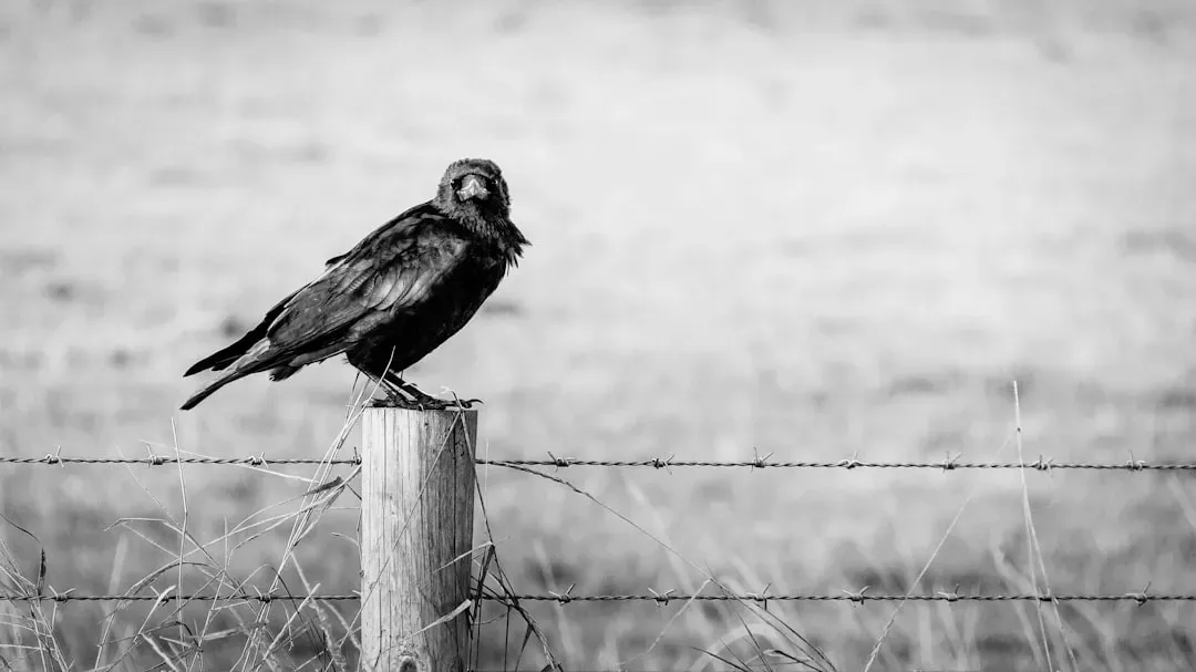 Conclusion: Omen, Overreaction, or Overlooked Early‑Warning System? (Image Credits: Unsplash)