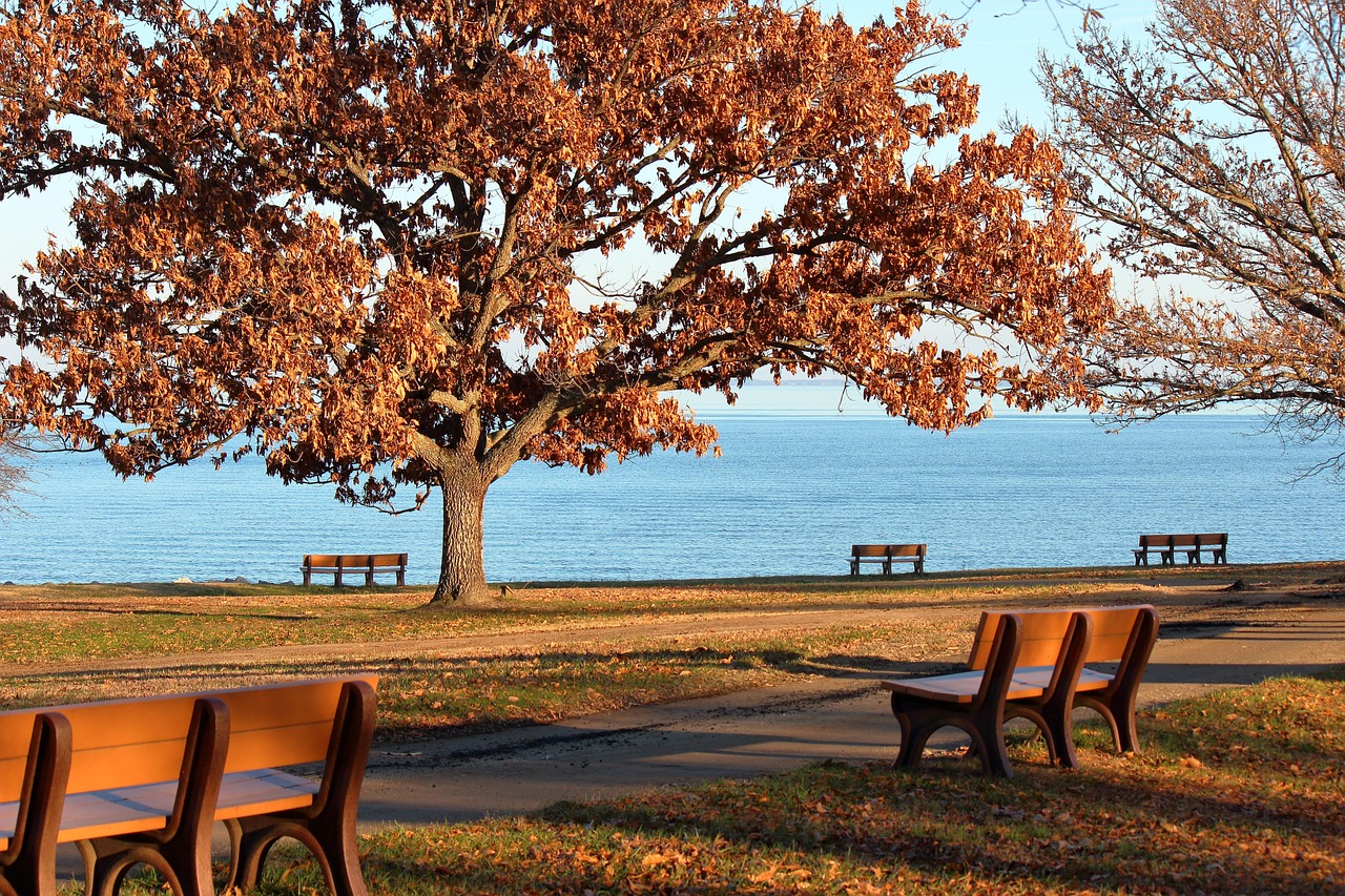 Maryland Leads the Charge with Mandatory Living Shorelines (Image Credits: Pixabay)