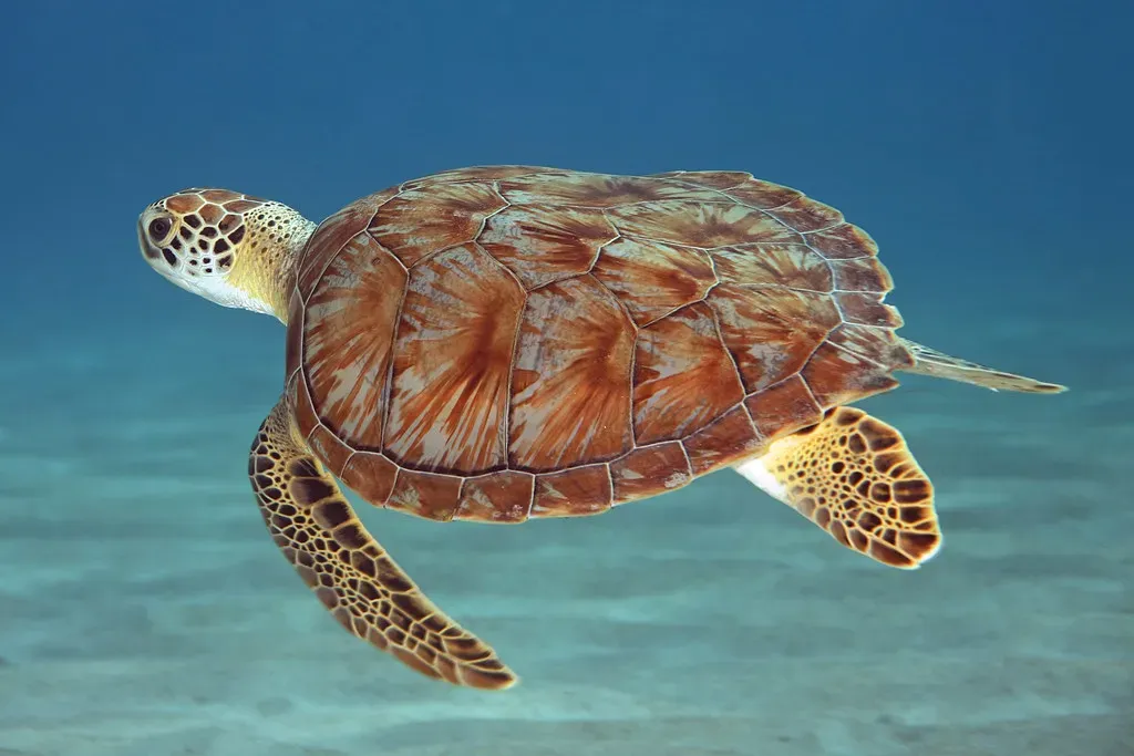 8. Sea Turtle Shell Fragments and Tough Scutes (laszlo-photo, Flickr, CC BY 2.0)