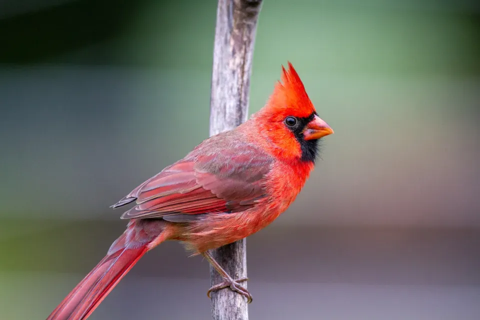 9. Their Beaks Are Designed Like Tiny Nutcrackers (Image Credits: Stocksnap)