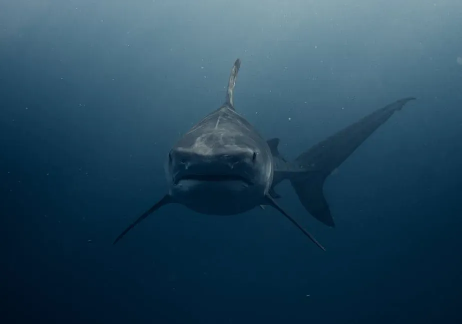 Sharks: Masters of Electroreception (Image Credits: Pexels)