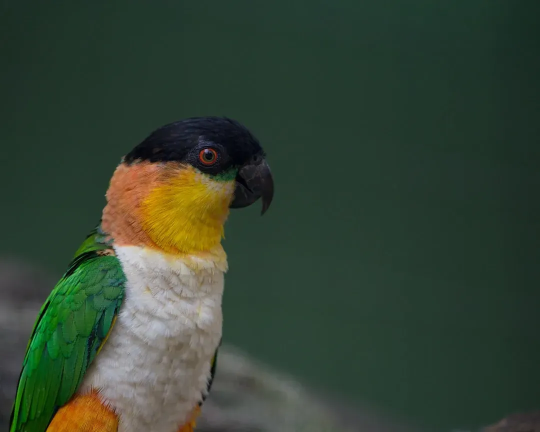 Caique: The Hyperactive Trickster With a Clever Core (Image Credits: Unsplash)