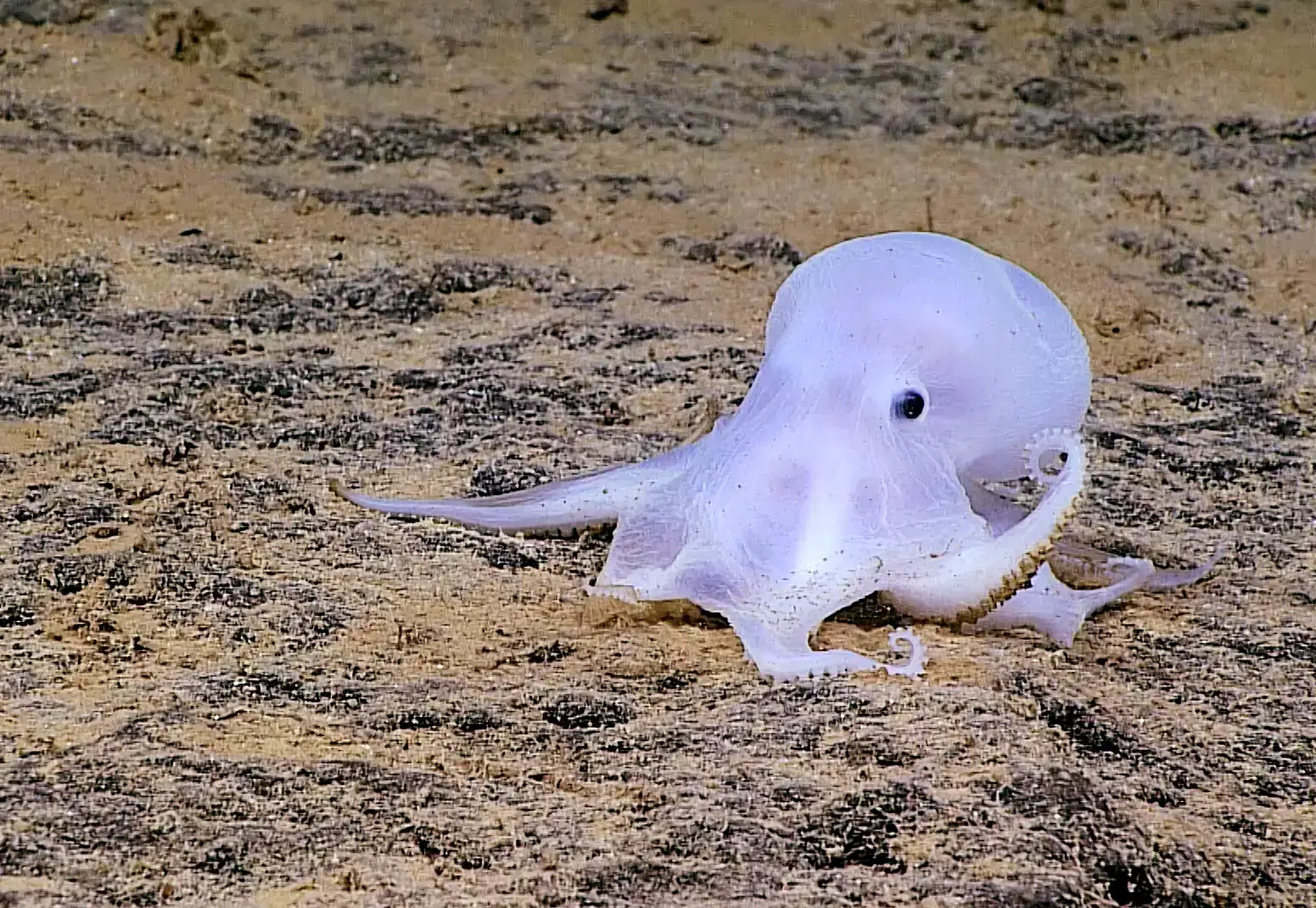 #11 - "Casper," the Ghost Octopus That Vanished (PMNM - undescribed octopus, Public domain)