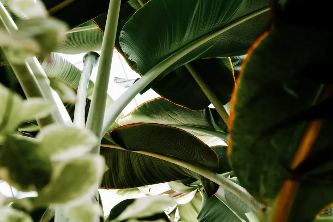 Do Plants Perceive and Remember? The Evidence So Far (Image Credits: Unsplash)