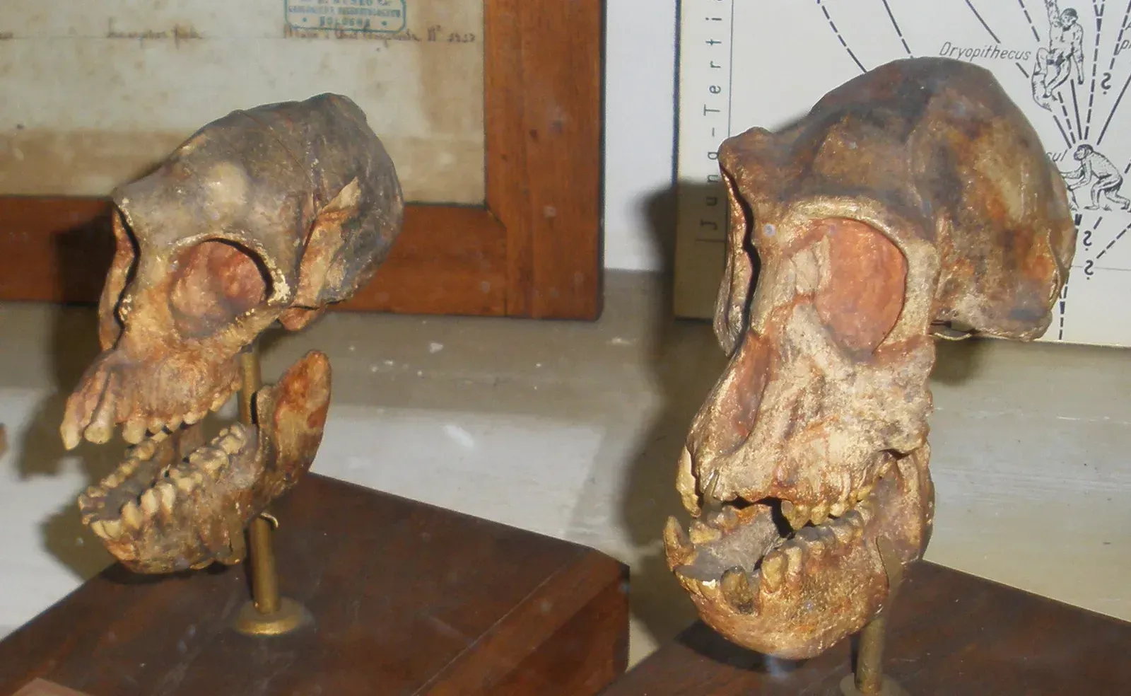 Meet Masripithecus: The Ancient Ape Nobody Saw Coming (Image Credits: Wikimedia)