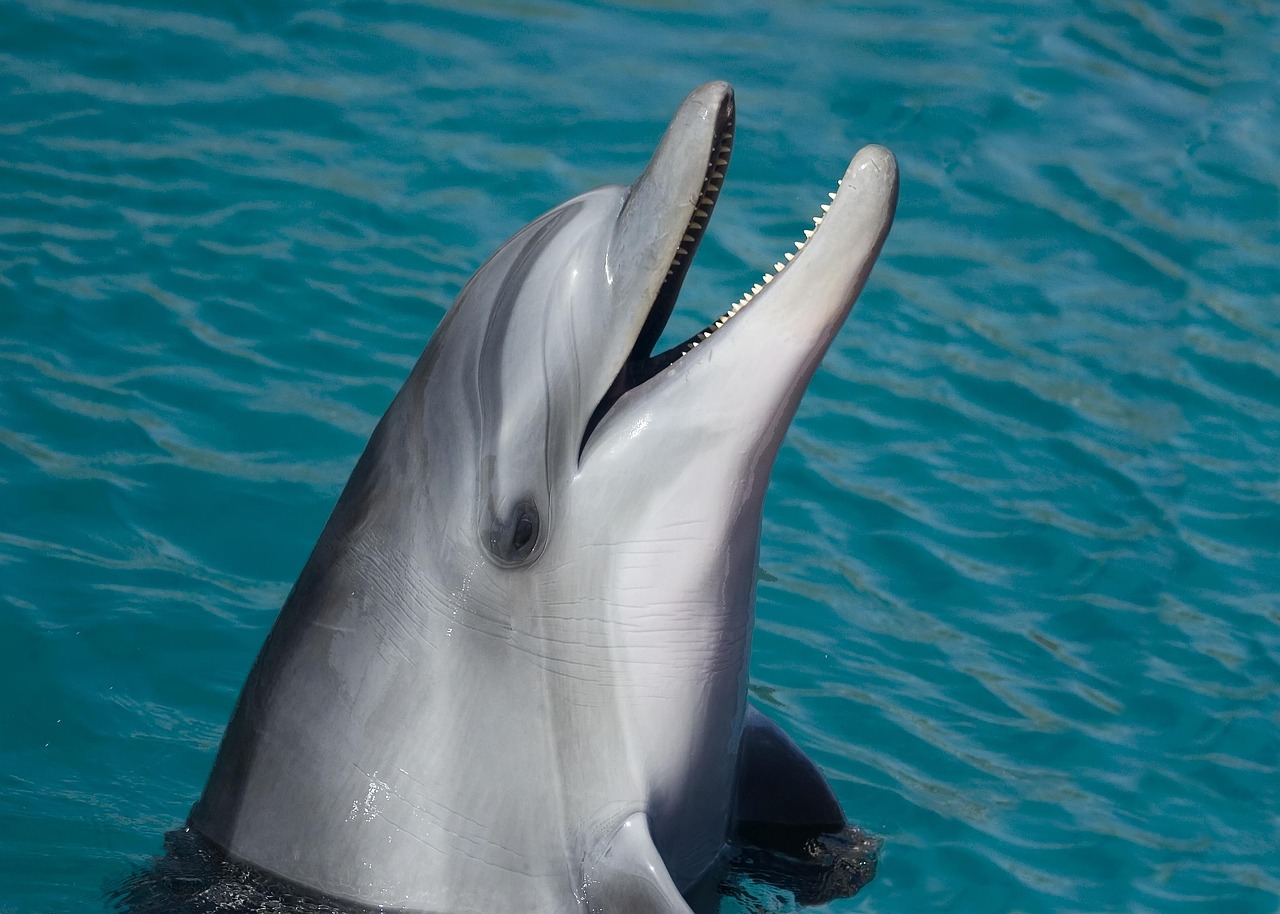 Playful and Social: The Dolphin Personality (Image Credits: Pixabay)
