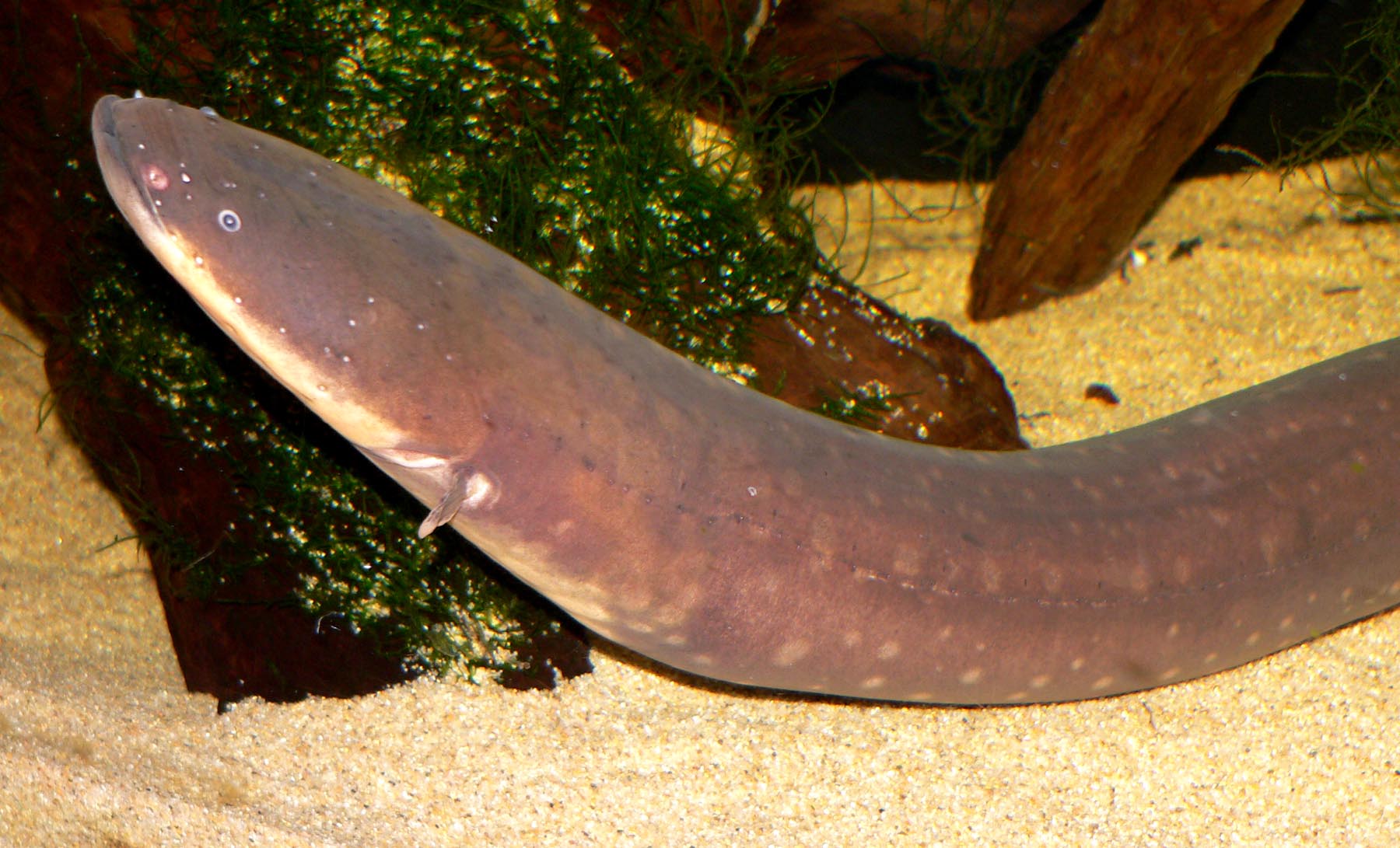 The Science Behind Electric Eel Power (Image Credits: Wikimedia)