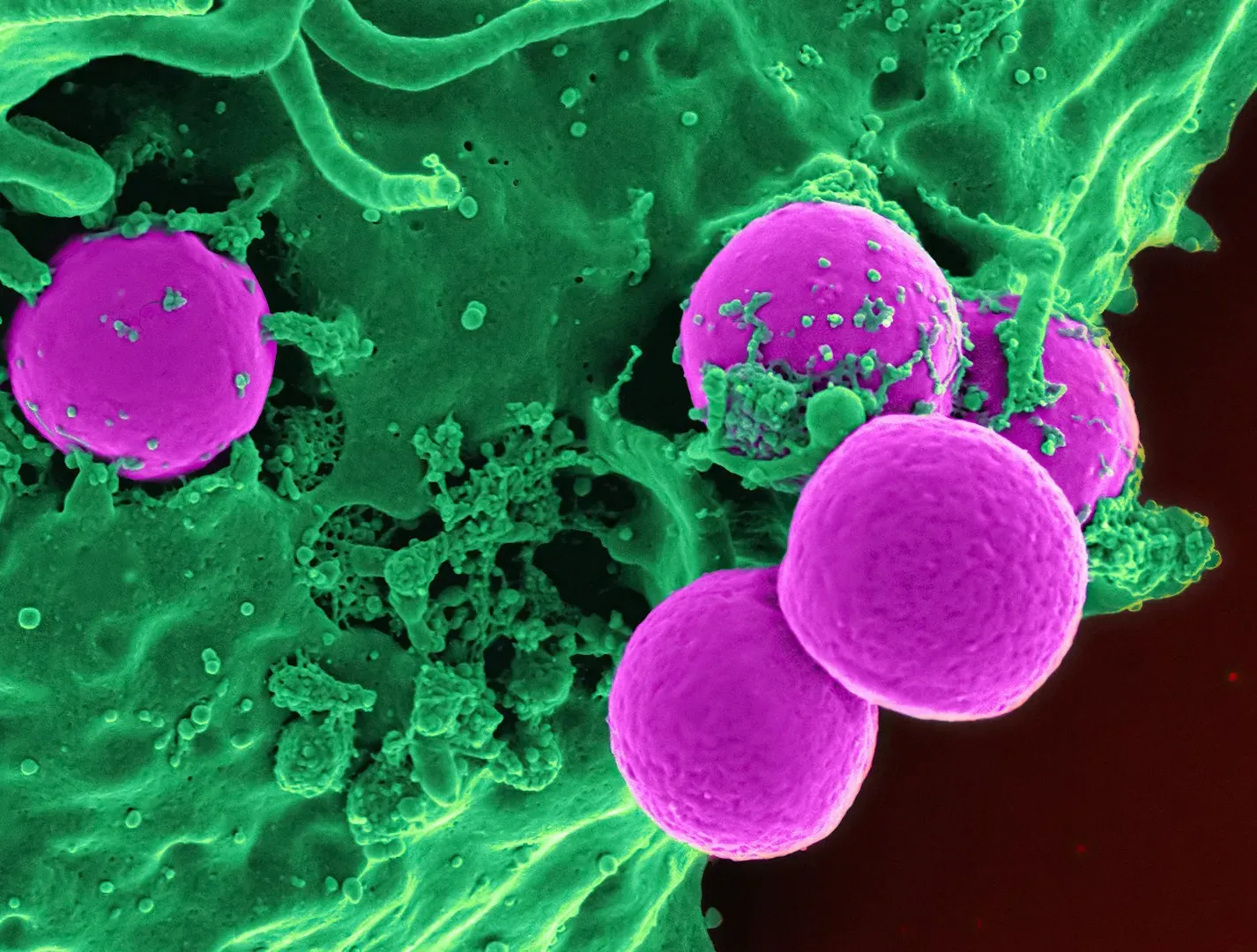 Your Immune System’s Smart Surveillance Network (Image Credits: Unsplash)