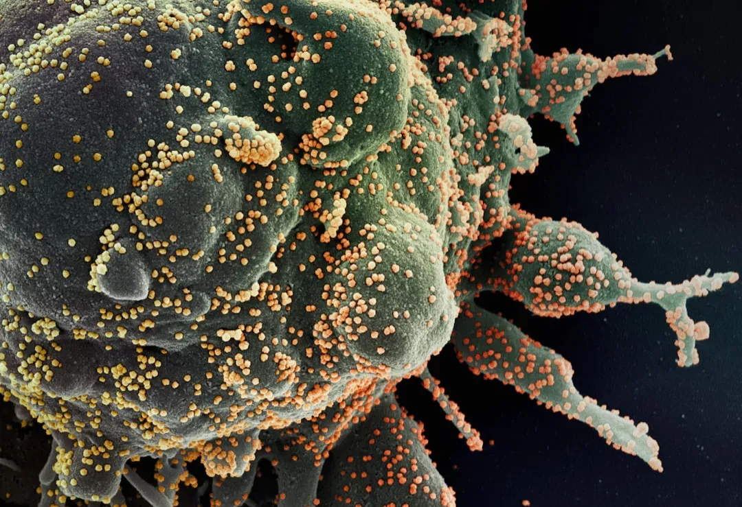 Your Adaptive Immune System Learns and Remembers (Image Credits: Unsplash)