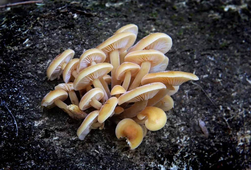 Shell-Builders, Filter-Feeders, and the Quiet Engineers (Image Credits: Rawpixel)