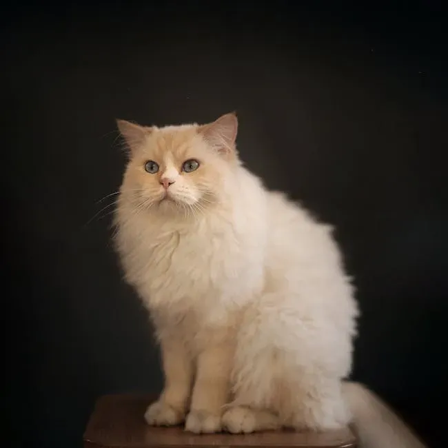 Leo – The Regal Show Cat (Image Credits: Pexels)