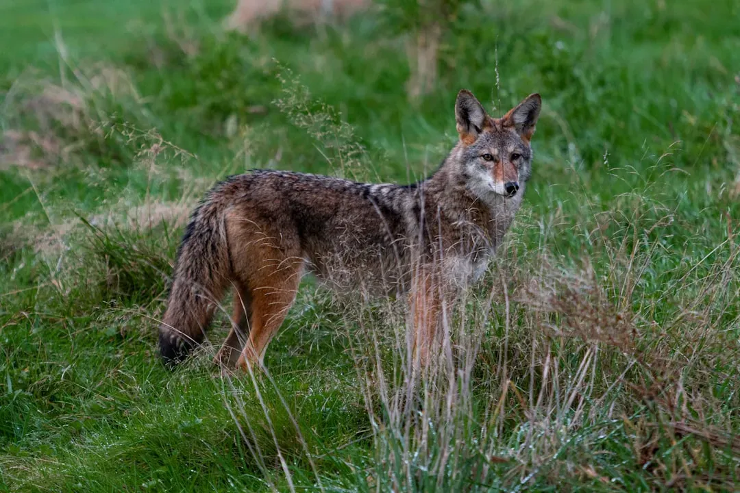 Aquarius: The Coyote (Image Credits: Unsplash)