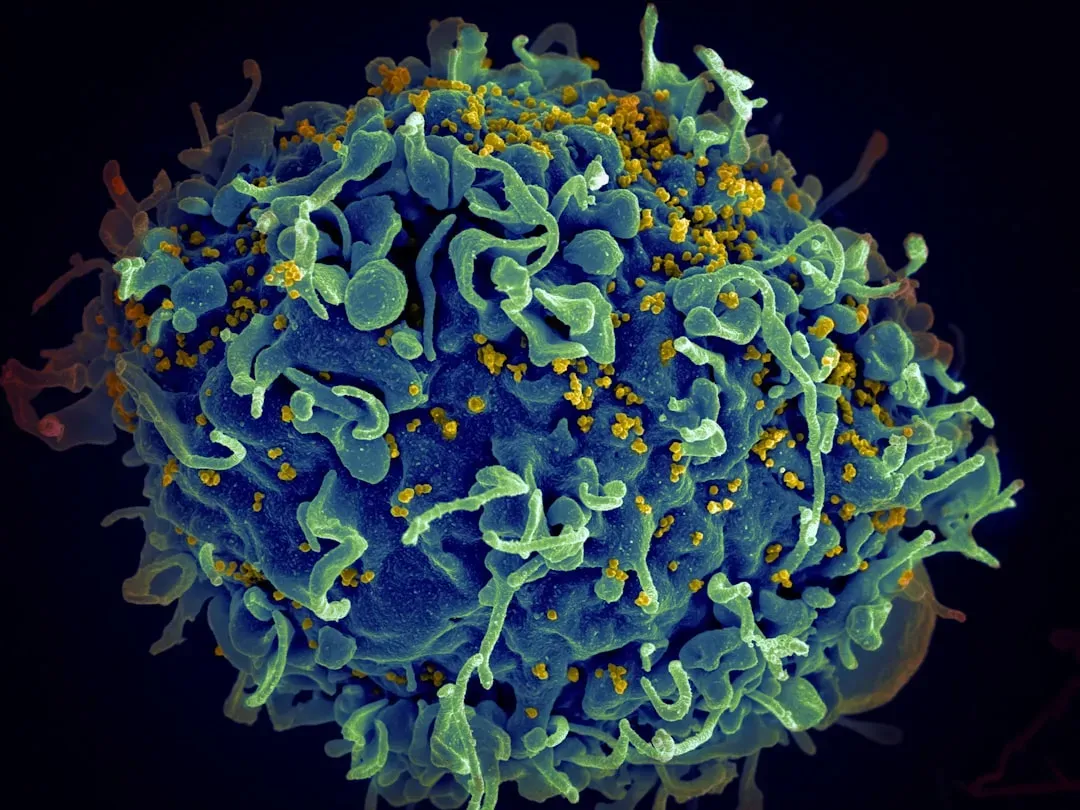 #10 - A Virus Literally Built the Human Placenta (Image Credits: Unsplash)