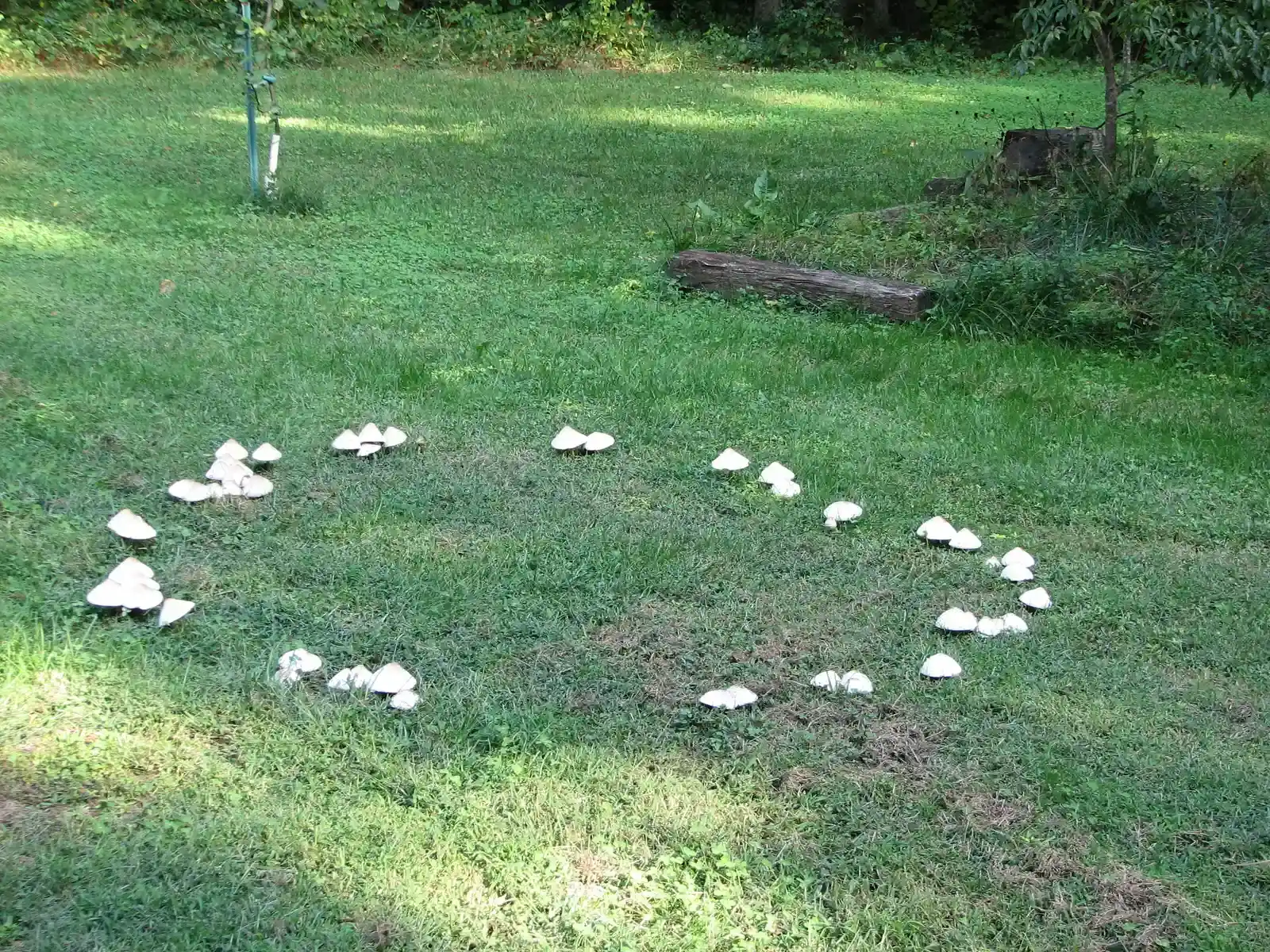 Fairy Rings, Folklore, and That Eerie Feeling You Get (Transferred from en.wikipedia to Commons.(Original text: self-made), Public domain)