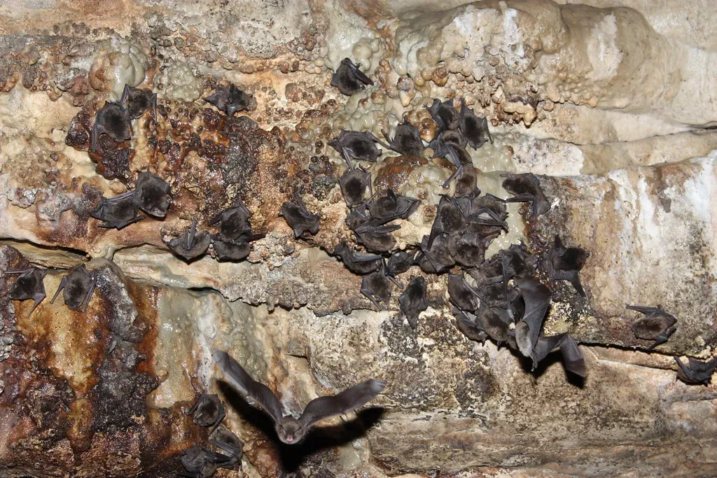 Indiana Bat – A Tiny Guardian of Summer Skies (Image Credits: Flickr)