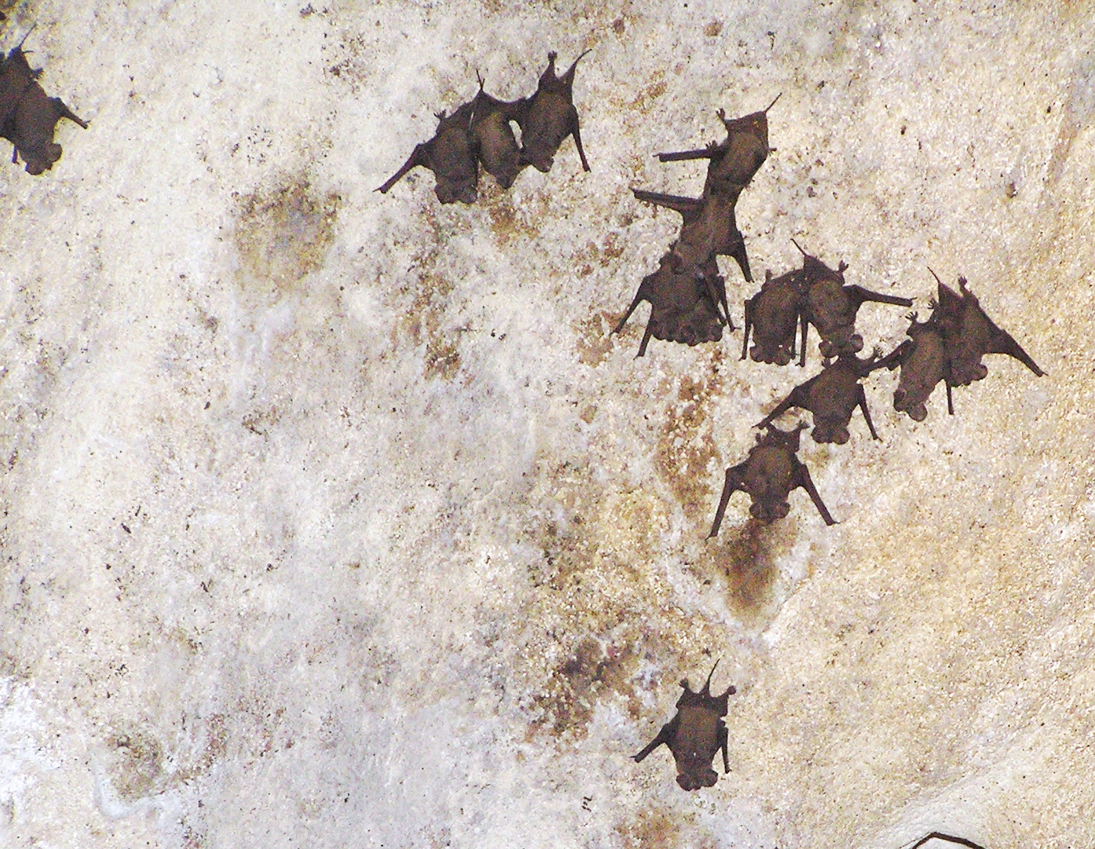 Why Texas Becomes Baby Bat Central (Image Credits: Wikimedia)
