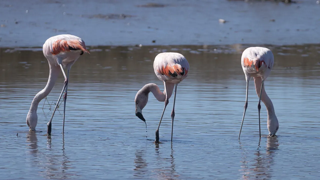 The Diversity Dividend: Why More Species Mean More Resilience (Image Credits: Pixabay)