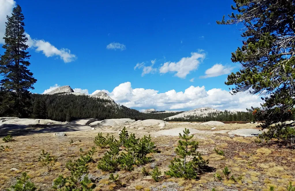 Conclusion: Resilience Written Into The Living World (inkknife_2000 (14 million views), Flickr, CC BY-SA 2.0)