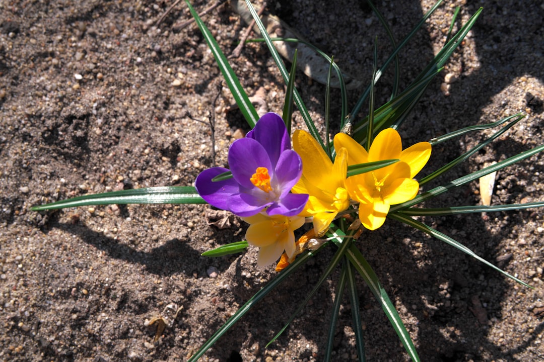 Spring Signs, Close-Up: How Aries–Taurus–Gemini Track Growth (Image Credits: Unsplash)