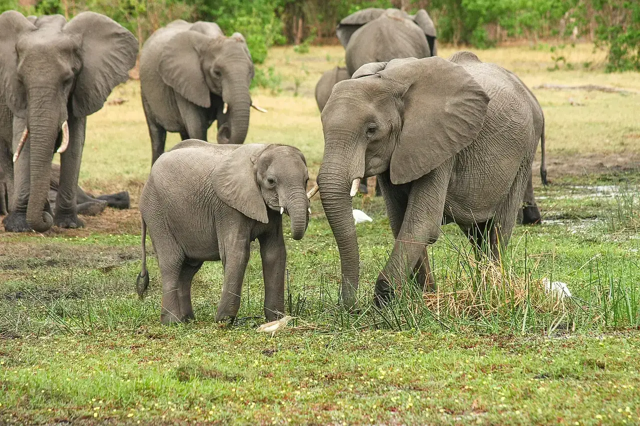 #5 - Mothers And Calves: When Letting Go Becomes Physically Painful (Image Credits: Pixabay)