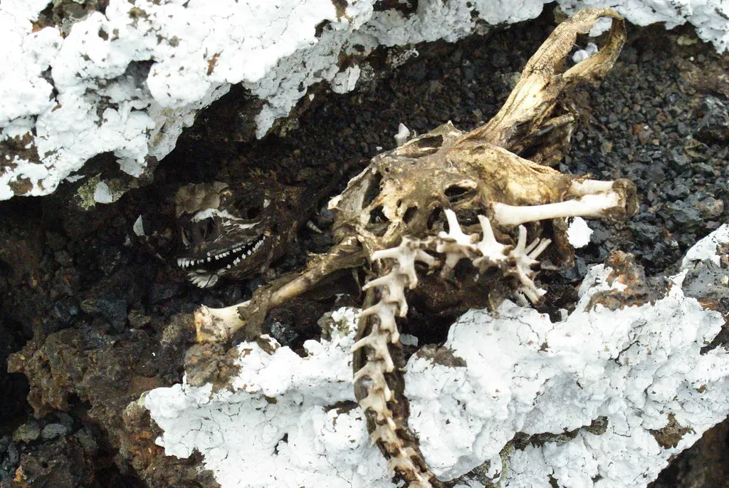 The Skeleton Itself Is the Key (Dallas Krentzel, Flickr, CC BY 2.0)