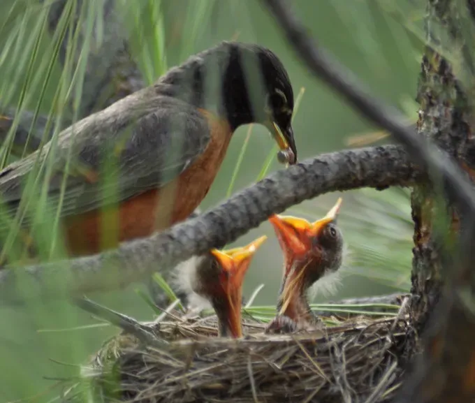 Myth 7: Mother Birds Reject Their Babies If Humans Touch Them (Image Credits: Flickr)