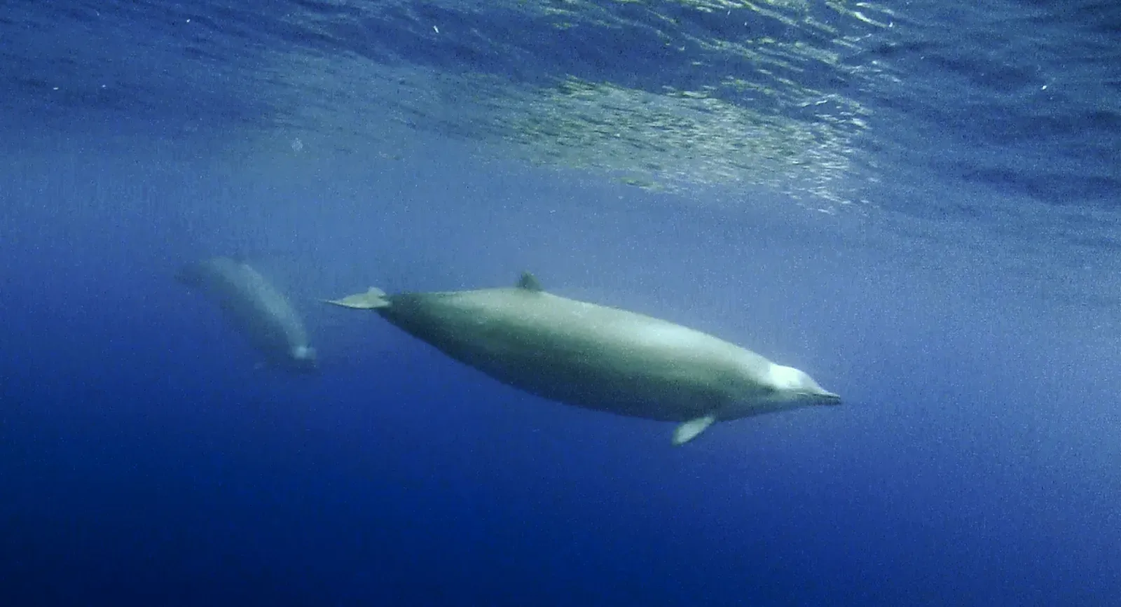 #2 - The Whale Hiding Inside Another Whale's Identity (doi:10.7717/peerj.3059, CC BY 4.0)