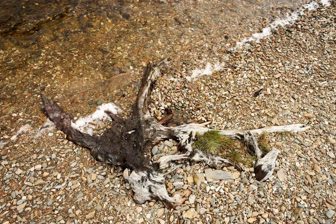 6. Bird Beaks, Bones, and Random Feathers (Image Credits: Unsplash)