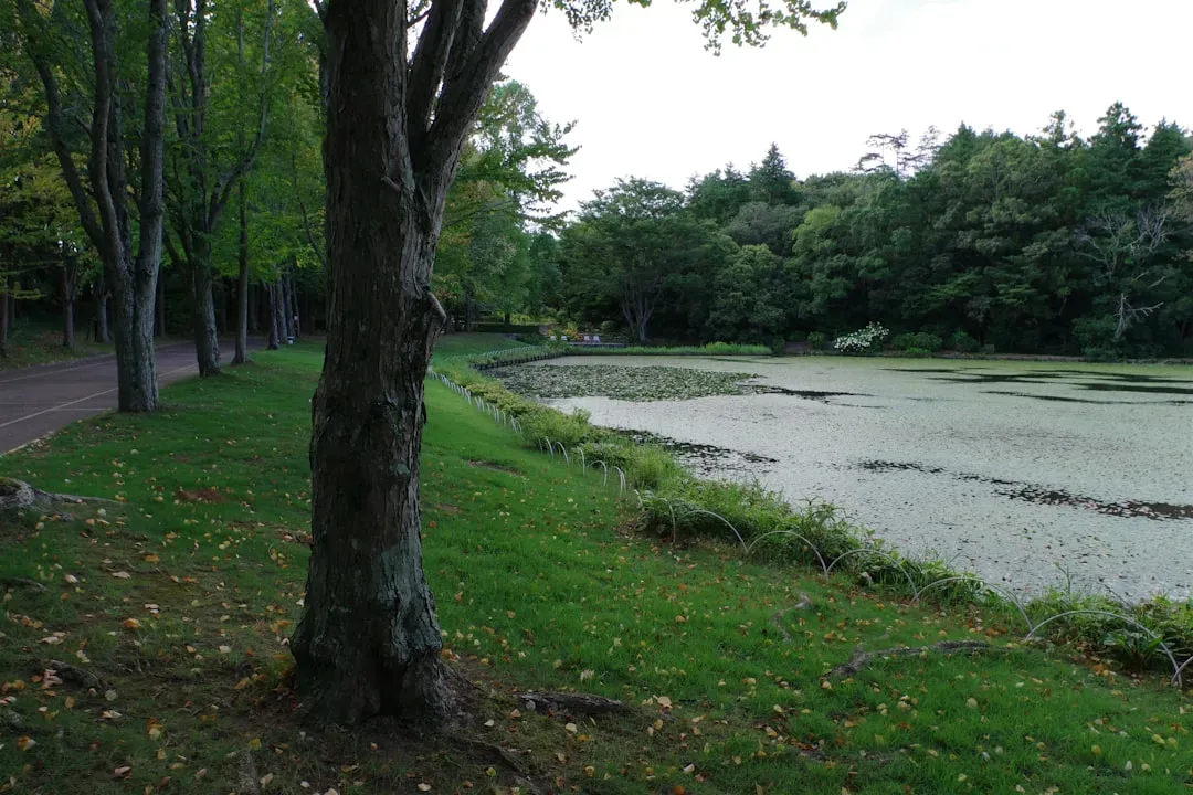 Town Squares and Cosmic Order: Muscogee Civic Science Beneath Southern Cities (Image Credits: Unsplash)