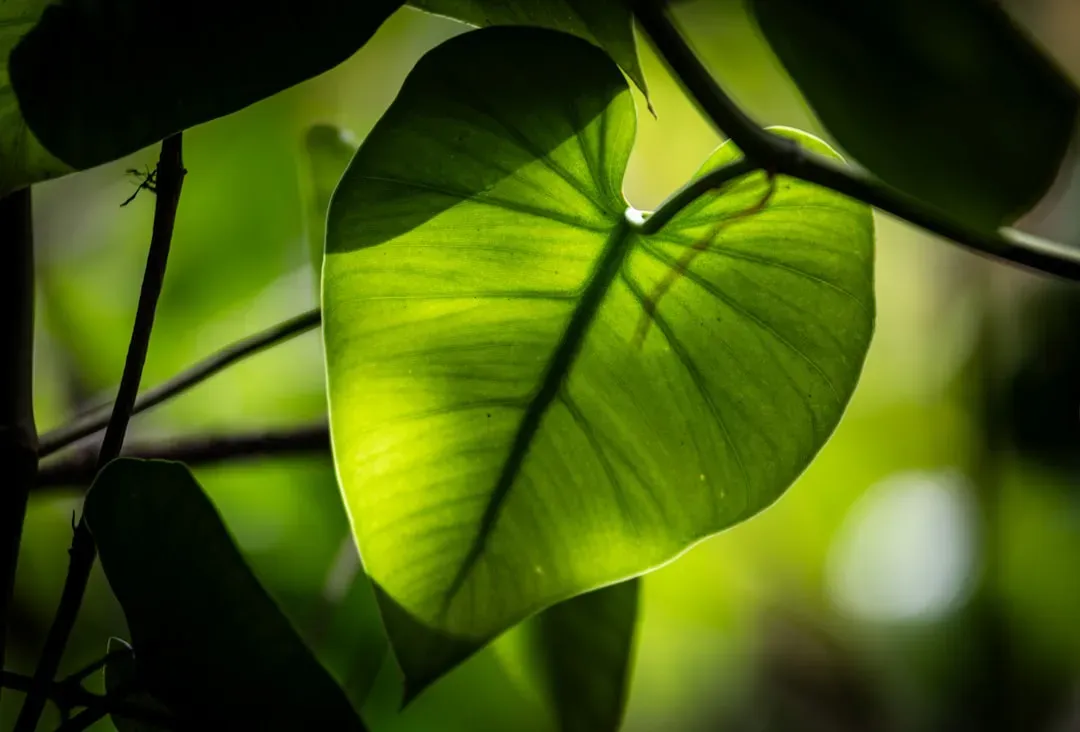 Photosynthesis: Turning Sunlight into Food (Image Credits: Unsplash)