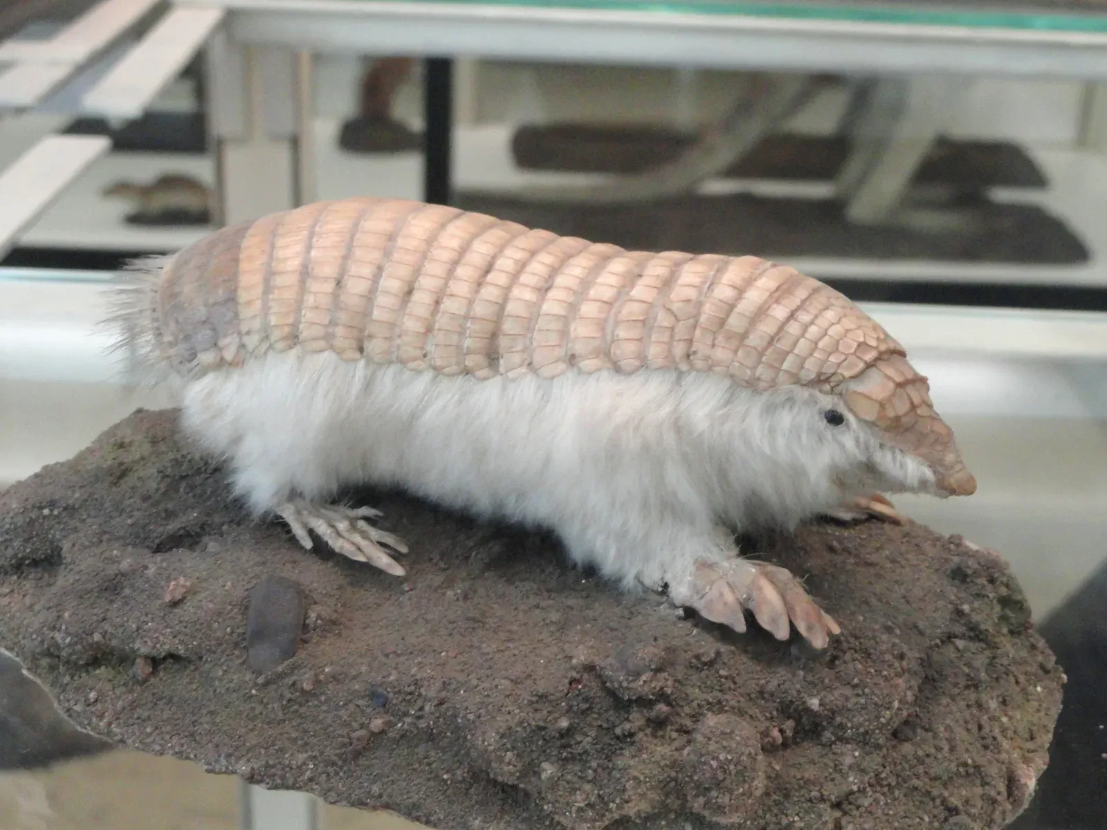 7. Pink Fairy Armadillo – The Tiny Sand Swimmer (By Daderot, CC0)