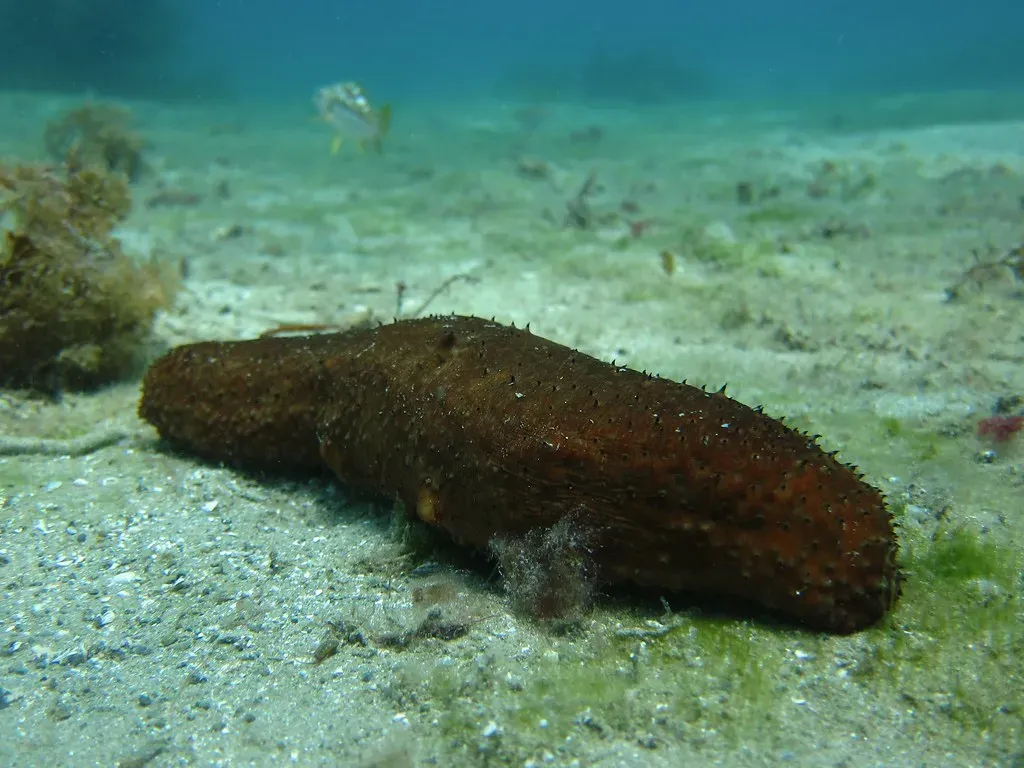 Sea Cucumbers Ejecting Their Internal Organs (Image Credits: Flickr)