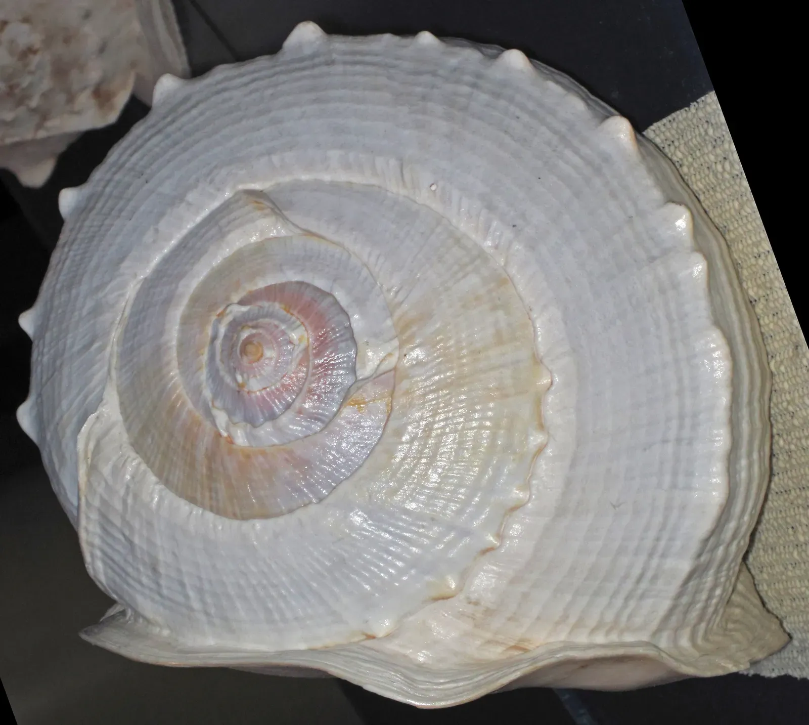 6. The Emperor Helmet Snail - The Ocean's Medieval Knight (Image Credits: Wikimedia)