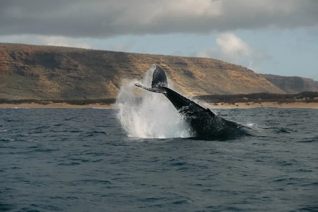 3. Whales’ Evolving Songs Across Entire Oceans (Image Credits: Unsplash)