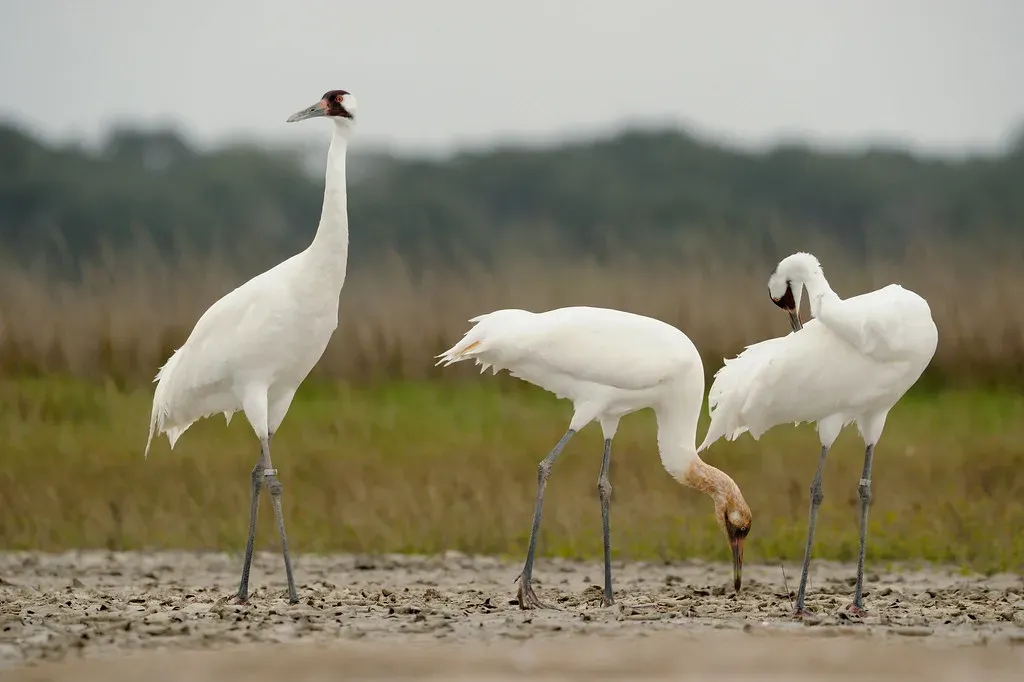 3. Habitat Loss Is Still The Silent Threat You Easily Forget (USFWS Headquarters, Flickr, CC BY 2.0)
