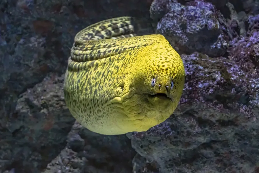 Scorpio – The Moray Eel (Image Credits: Unsplash)