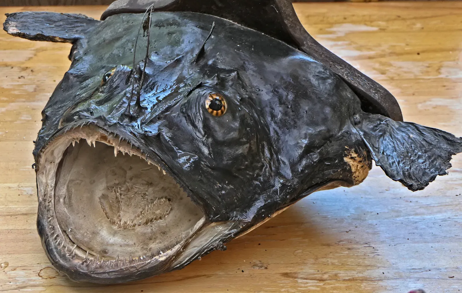 Pisces – The Anglerfish: Mystical, Emotional, and Drawn to the Unseen (Image Credits: Wikimedia)